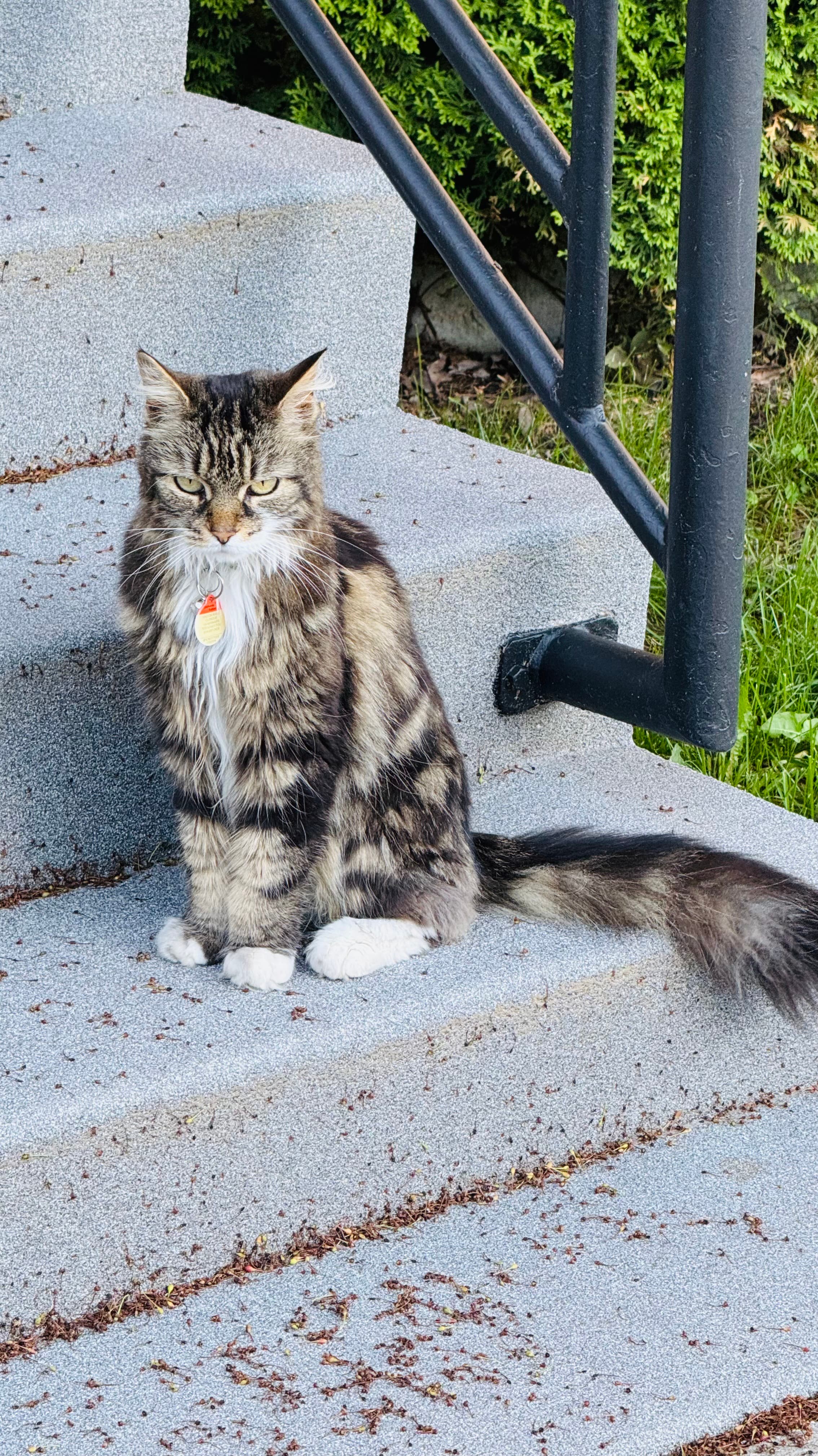 A cat.